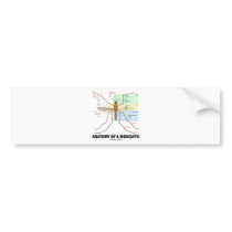 Anatomy Of A Mosquito