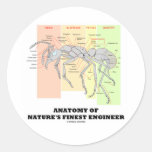 Anatomy Of Nature's Finest Engineer (Entomology) Round Stickers