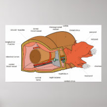 Anatomy of Polychaete Nephtys a Annelid Worm Posters