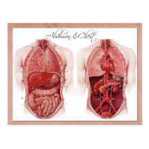 Anatomy of the abdomen and chest postcards