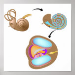 Anatomy of the cochlea of human ear poster