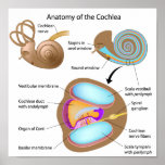 Anatomy of the cochlea of human ear Poster