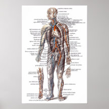 Anatomy of the Human Body