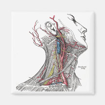 Anatomy of the Neck Fridge Magnets