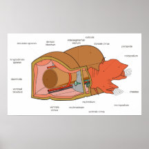 Anatomy of the Polychaeta Bristle Worm Diagram Posters