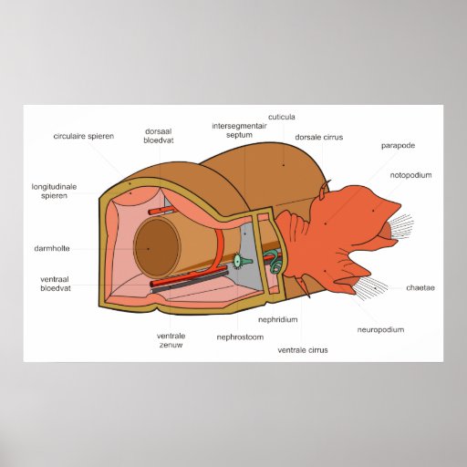 Anatomy of the Polychaeta Bristle Worm Diagram Posters
