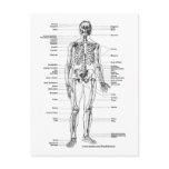 ANATOMY SKELETON T-SHIRTS AND GIFTS POSTCARD