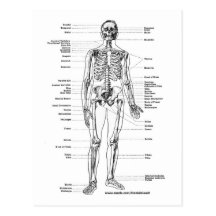 ANATOMY SKELETON T-SHIRTS AND GIFTS POSTCARD