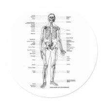 ANATOMY SKELETON T-SHIRTS AND GIFTS ROUND STICKER
