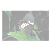 Anchisiades swallowtail, Central and South America Stationery Design