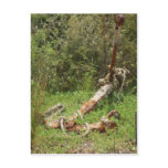 Anchors Away Postcards