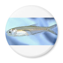 Anchovy Love Fridge Magnets
