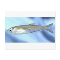 Anchovy Love Postcards