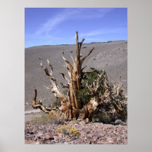 Ancient Bristle Cone Pine Forest Print