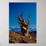 Ancient Bristlecone Pine Tree White Mountains, CA Poster
