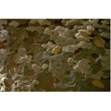 Ancient forest photo sculpture