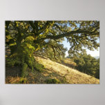 Ancient Oak Tree Poster