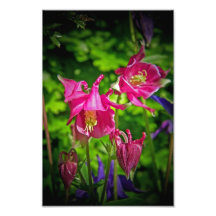 Ancolies Photo D’art