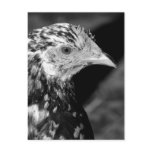 Ancona Hen Postcards