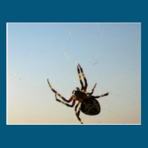 And Down Sat a Spider postcards