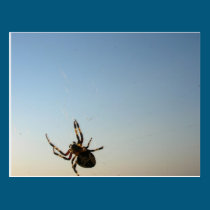 And Down Sat a Spider postcards