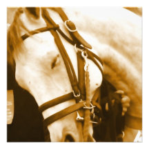 Andalusian Horse Invitation