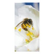 Andrena Margandrena Krausiella Gusenleitner Bee Picture Card
