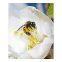 Andrena Margandrena Krausiella Gusenleitner Bee Photographic Print