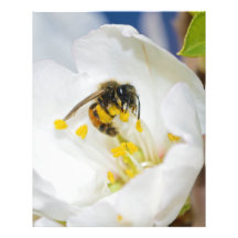 Andrena Margandrena Krausiella Gusenleitner Bee Photographic Print