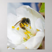 Andrena Margandrena Krausiella Gusenleitner Bee Print
