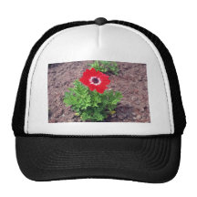 Anemone, (Anemone Coronaria) flowers Hat
