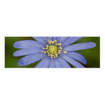 Anemone Blanda