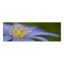 Anemone Blanda Business Card Template