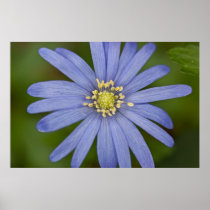 Anemone Blanda
