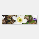 Anemone Nemorosa Bumper Sticker