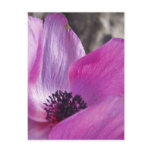 Anemone Petals Postcard