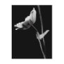 Anemone Postcard B&W