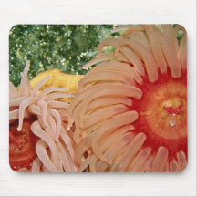 Anemone, Puget Sound, Washington State, U.S.A.  fl Mousepads