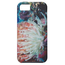 Anemone redux