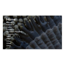 Anemone, Sipadan Island, Borneo, southeast Asia Business Card
