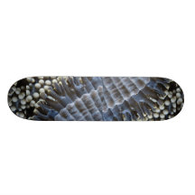 Anemone, Sipadan Island, Borneo, southeast Asia Skate Decks