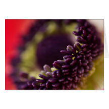 Anemone Stamens Card