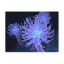 Anemones Postcard