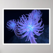 Anemones Print