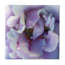 Angel Face Rose Tiles