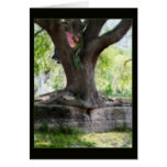 Angel Oak Card