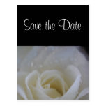 Angel rose save the date wedding announcement post card
