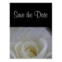 Angel rose save the date wedding announcement postcards