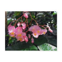 Angel Wing Begonias Postcard