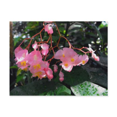 Angel Wing Begonias Postcard by WhiteOaksPhotos